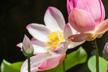 Image showing Beautiful fragrant pink water lily