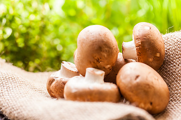 Image showing Fresh brown Agaricus mushrooms