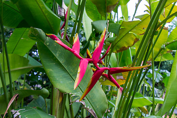 Image showing Colorful orange tropical strelitzia flowers