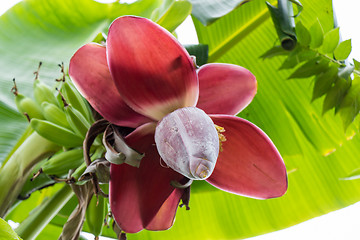 Image showing View from below of growing bananas or plantains