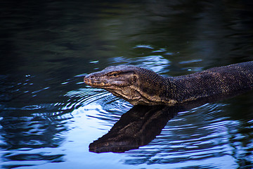 Image showing Small monitor lizard sunning on a ledge