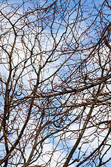 Image showing Tracery of leafless branches against a blue sky