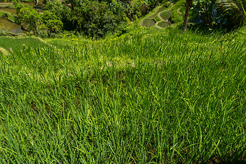 Image showing Lush green terraced farmland in Bali