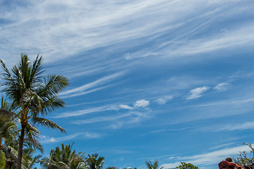 Image showing Tropical green palm trees in Bali, Indonesia