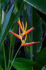 Image showing Colorful orange tropical strelitzia flowers