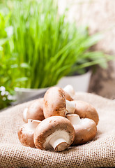 Image showing Fresh brown Agaricus mushrooms