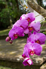 Image showing Beautiful exotic Phalaenopsis orchids