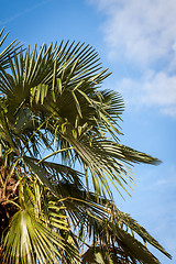 Image showing Tropical green palm trees in Bali, Indonesia