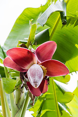 Image showing View from below of growing bananas or plantains