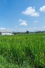 Image showing Lush green terraced farmland in Bali