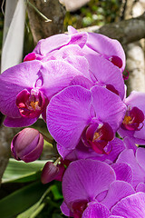 Image showing Beautiful exotic Phalaenopsis orchids