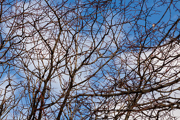 Image showing Tracery of leafless branches against a blue sky