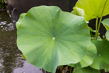 Image showing Beautiful fragrant pink water lily