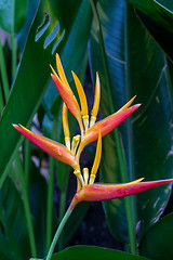 Image showing Colorful orange tropical strelitzia flowers