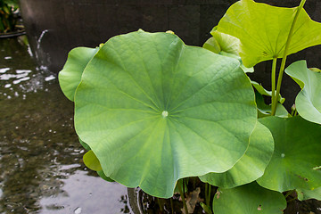 Image showing Beautiful fragrant pink water lily