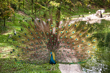 Image showing Peacock in a mating display