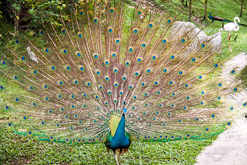 Image showing Peacock in a mating display