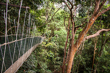 Image showing Narrow cable suspension footbridge