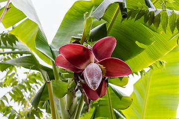 Image showing View from below of growing bananas or plantains