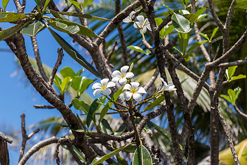 Image showing Frangipani flowers on the tree