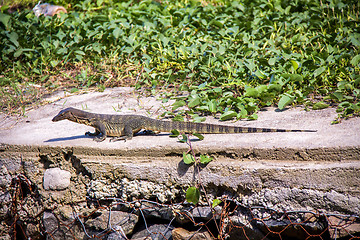 Image showing Small monitor lizard sunning on a ledge