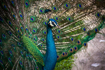 Image showing Peacock in a mating display