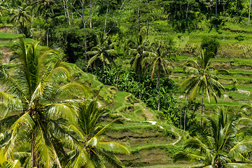 Image showing Lush green terraced farmland in Bali