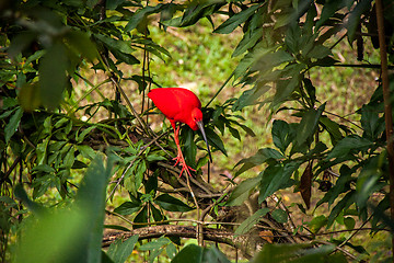 Image showing Red ibis in lush greenery