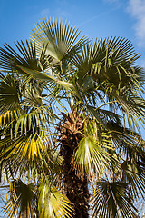 Image showing Tropical green palm trees in Bali, Indonesia