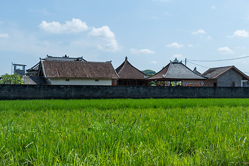 Image showing Lush green terraced farmland in Bali