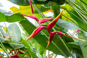 Image showing Colorful orange tropical strelitzia flowers