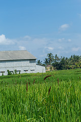 Image showing Lush green terraced farmland in Bali