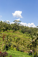 Image showing Lush green terraced farmland in Bali