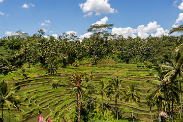 Image showing Lush green terraced farmland in Bali