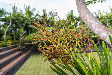 Image showing Quiet village lane with lush vegetation in Bali