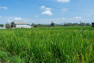 Image showing Lush green terraced farmland in Bali