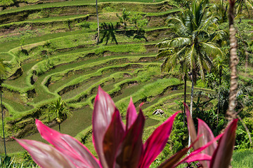 Image showing Lush green terraced farmland in Bali