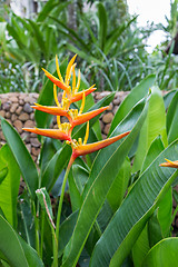 Image showing Colorful orange tropical strelitzia flowers