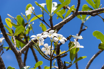 Image showing Frangipani flowers on the tree