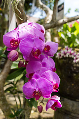 Image showing Beautiful exotic Phalaenopsis orchids