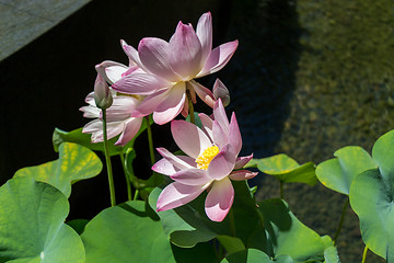 Image showing Beautiful fragrant pink water lily