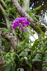 Image showing Beautiful exotic Phalaenopsis orchids