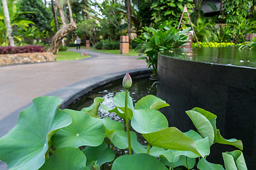 Image showing Beautiful fragrant pink water lily