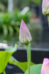 Image showing Beautiful fragrant pink water lily