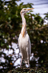 Image showing Egret nesting