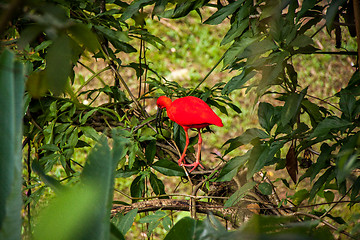 Image showing Red ibis in lush greenery