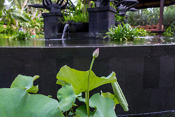 Image showing Beautiful fragrant pink water lily