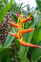 Image showing Colorful orange tropical strelitzia flowers