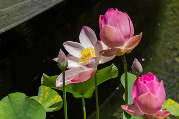 Image showing Beautiful fragrant pink water lily