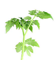 Image showing Green leaf of tomato